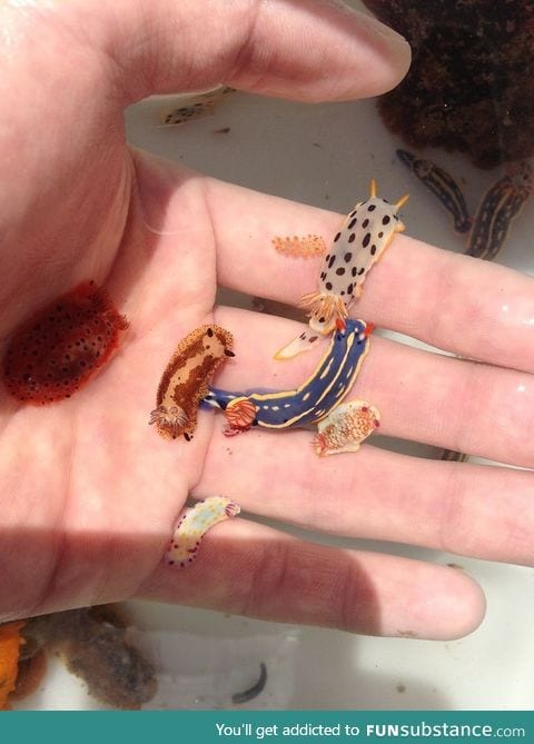 Tiny sea slugs