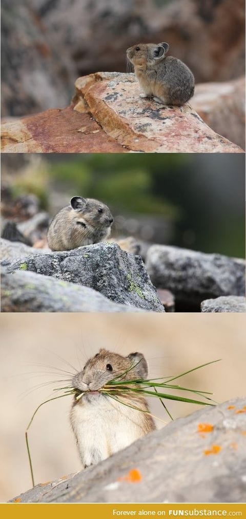 This is a Pika
