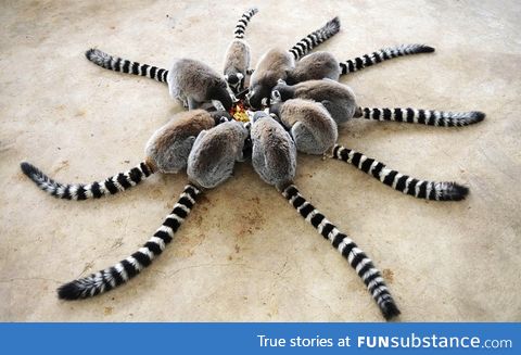 Lemurs feeding