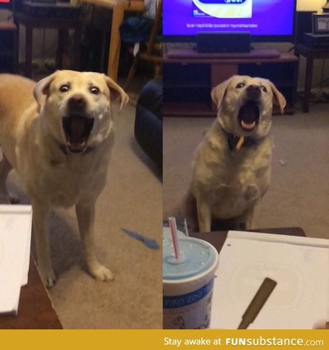 The faces of a dog trying to catch a fry