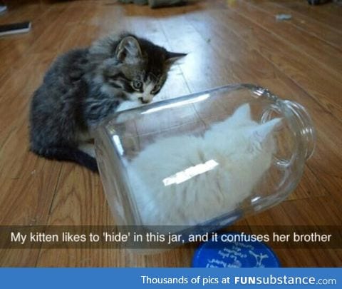 Jar kitten