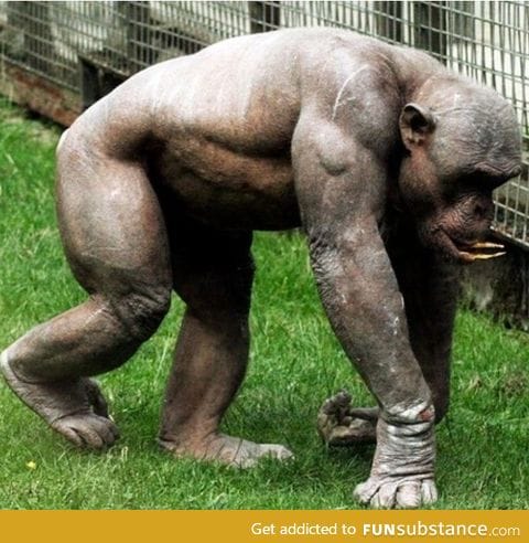 Seeing a shaved chimp makes you realize how f*cked you are if you get into a fight