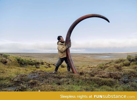 Woolly mammoth's tusk being unearthed from a Siberian riverbed