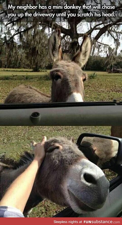 Now I want a mini-donkey