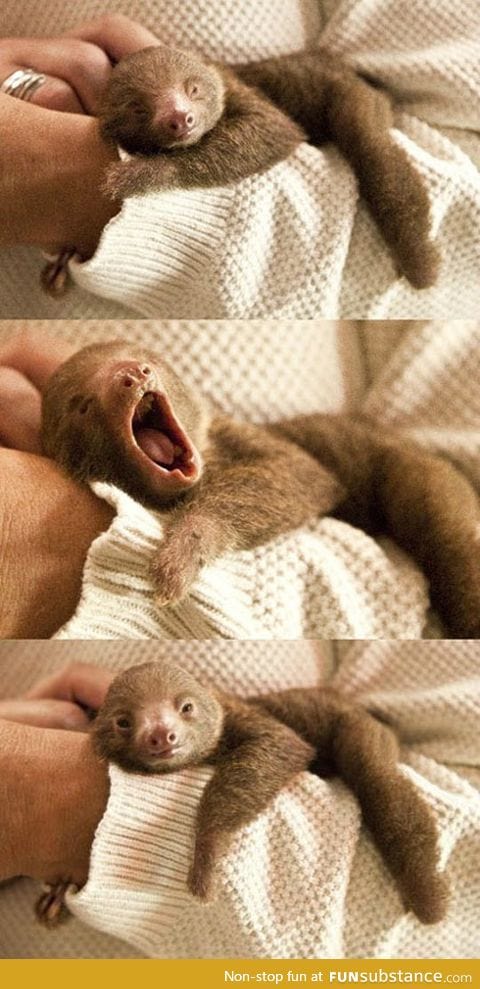 Tiny baby sloth yawning