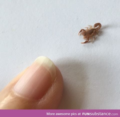 Tiny lil scorpion