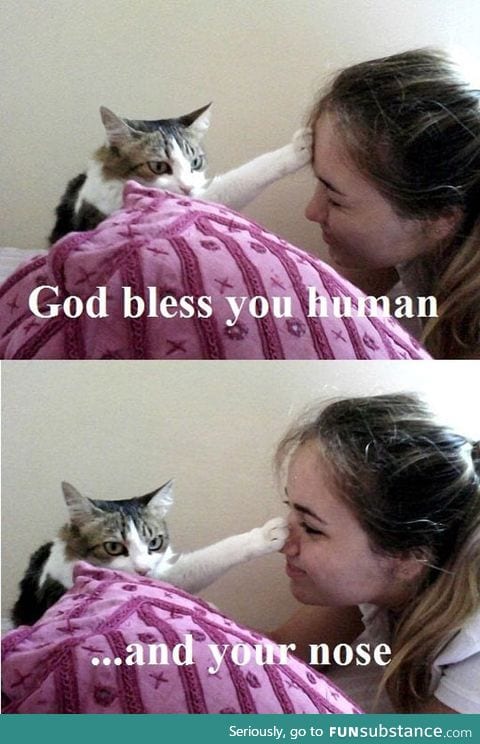 Holy cat