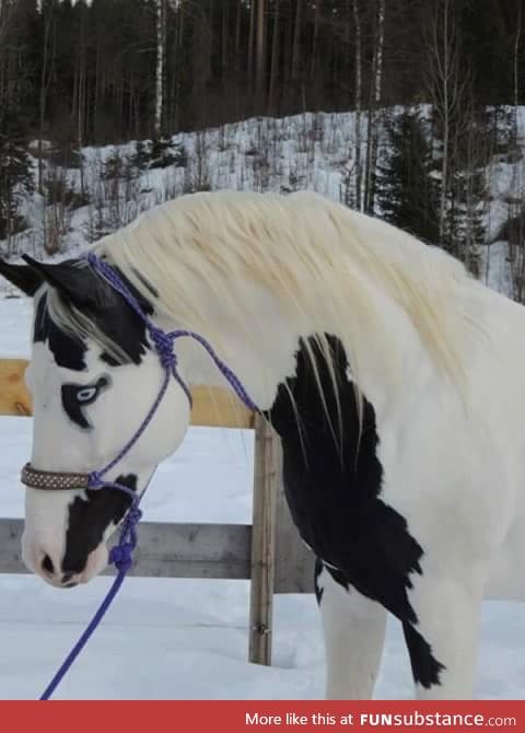 The coloring of this horse!
