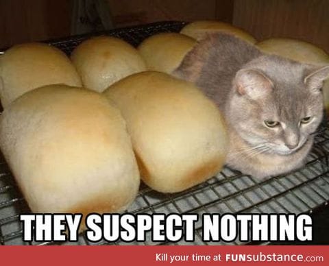 Loaf kitten
