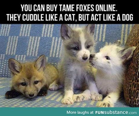 Now I'm Getting A Fox