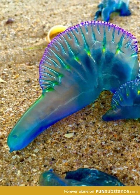 Large numbers of highly toxic bluebottle jellyfish have washed ashore in Australia