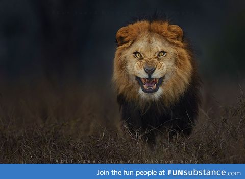 Photographer Atif Saeed risked his life for this shot