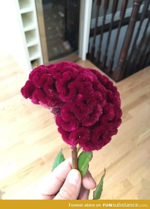 This flower that looks like a human brain
