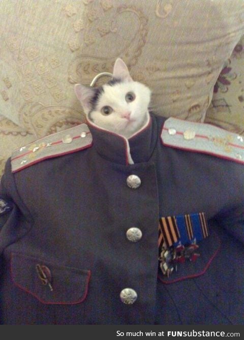Look at me, I'm the Captain meow