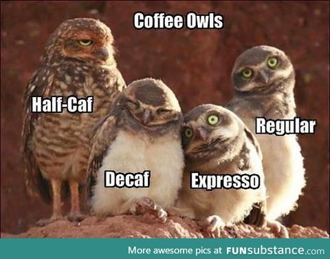 Coffee explained with owls