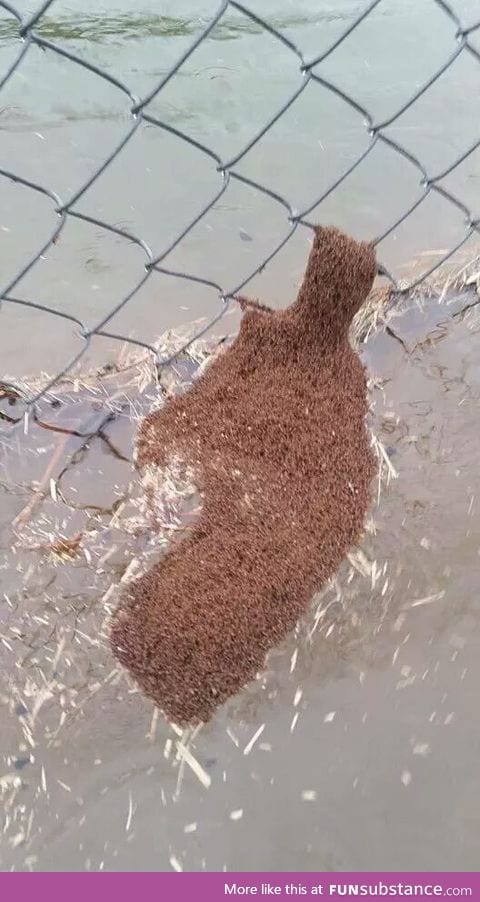 Fire Ants in the SC flood