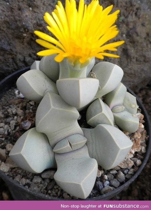 The flower called Lapidaria Margaretae look like stones