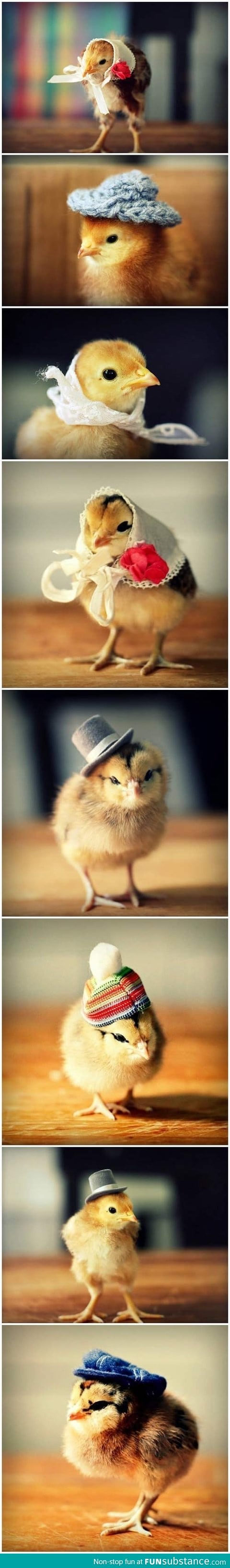 Chicks in hats