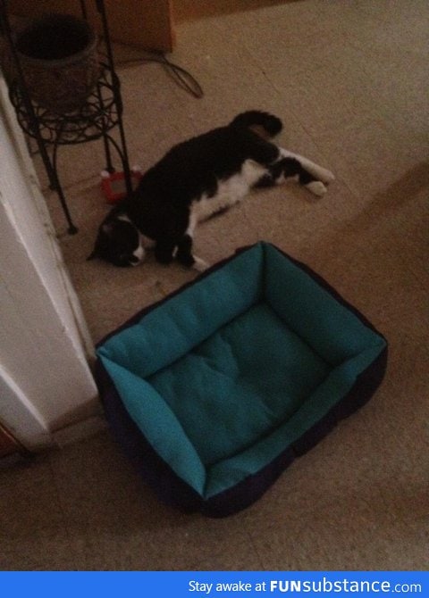 Bought my cat a bed. Never been so disrespected in my life