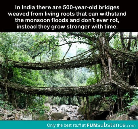 Bridges weaved from living tree roots