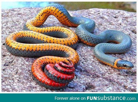 Meet the regal ringneck snake