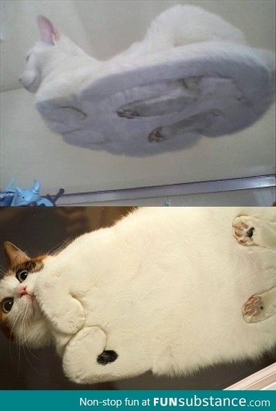 An unusual view of a cat