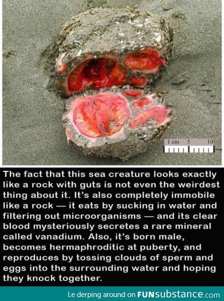 Pyura chilensis: The weirdiest sea creature