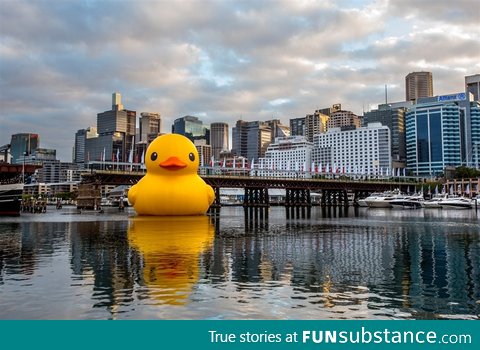 Giant rubber duck in Sydney Harbor