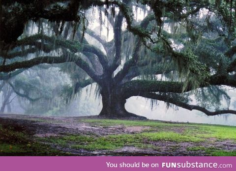 500 year old Oak Tree