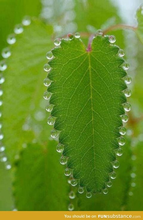 Nature's Necklace