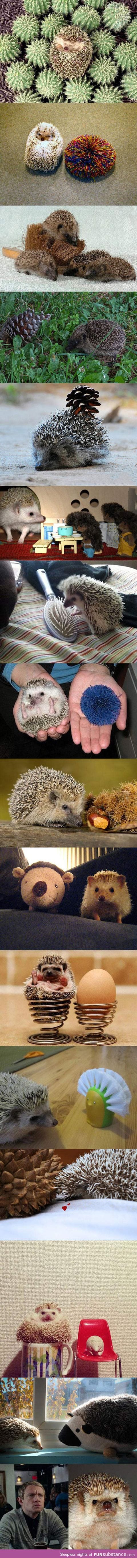 Hedgehogs next to things that look like hedgehogs