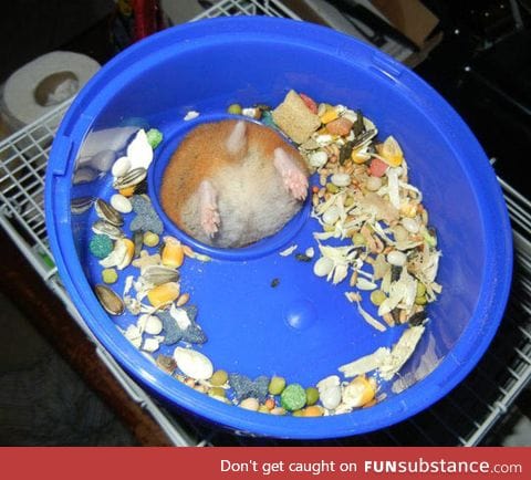 Hamster problems