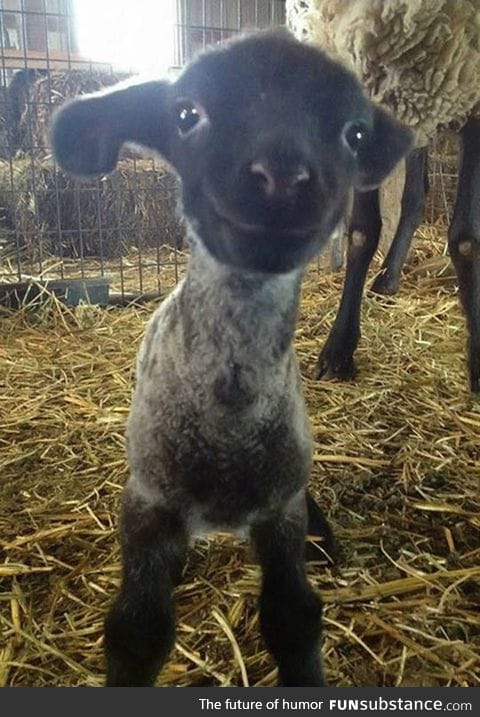 Having A Bad Day? Well, Here's A Smiling Lamb