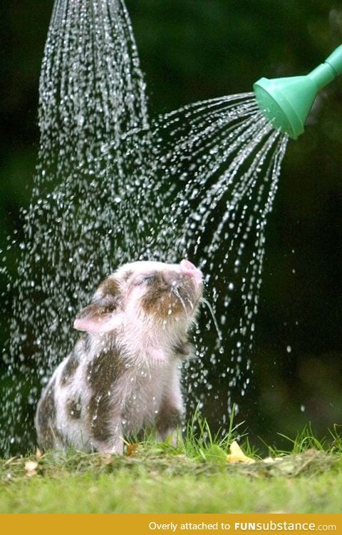 Piggy shower