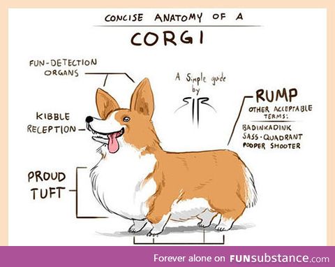 Anatomy of a corgi