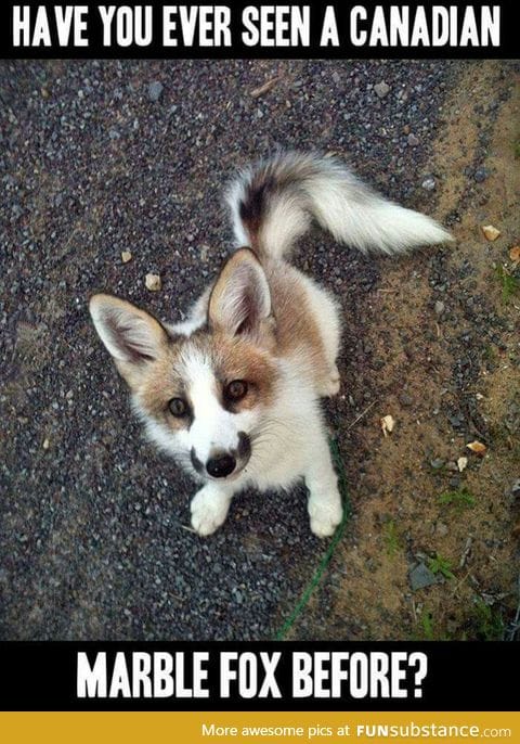 Canadian Marble Fox. Really cute