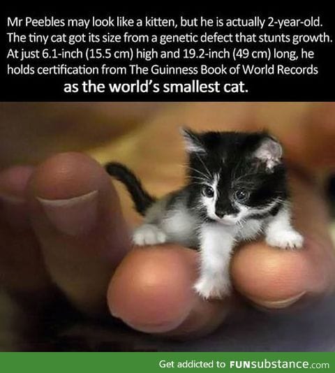 Smallest cat in the world