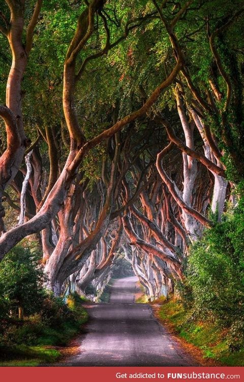 The dark hedges, northern ireland