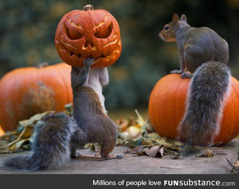 Squirrel pumpkin
