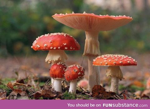 This fly agaric mushroom of Hawaii can give org*sms to a women when smelled