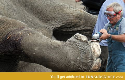 Trimming an elephant's nails