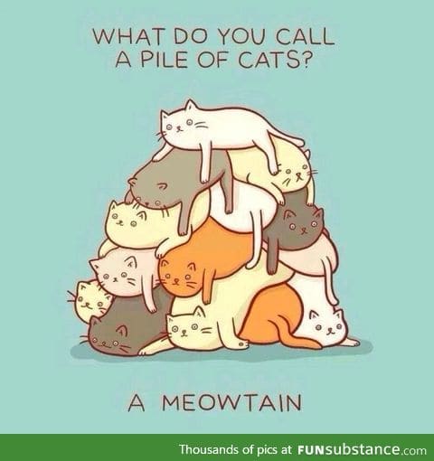 a meowtain