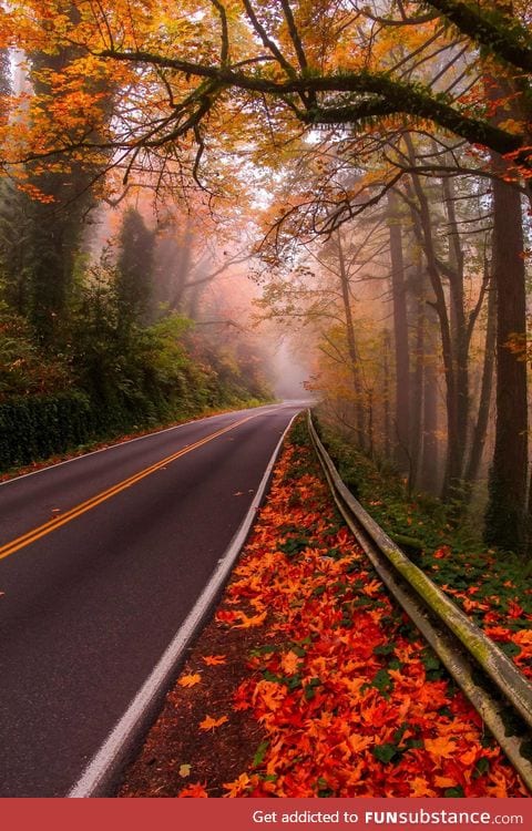 Autumn on a country road