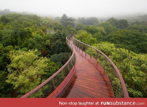 A cool boardwalk on top of trees