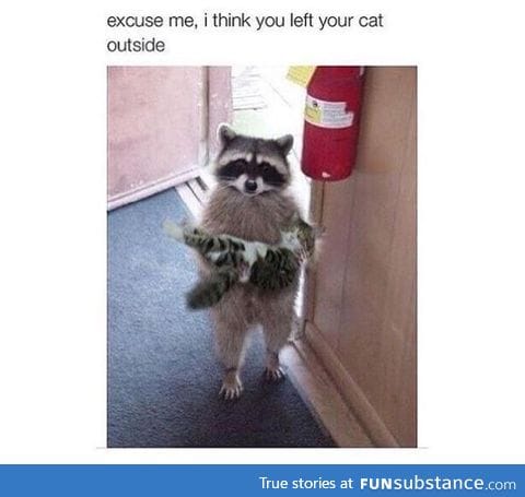 i want a raccoon