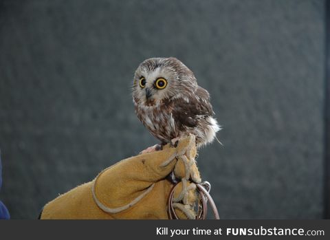 Tiny owl!