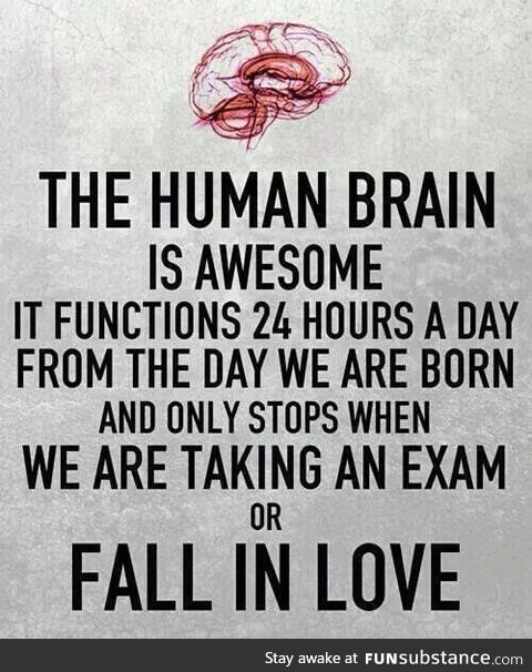 The Human Brain