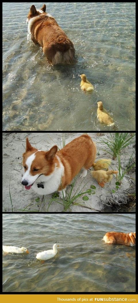 Flock of ducklings lose their mother, corgi adopts them
