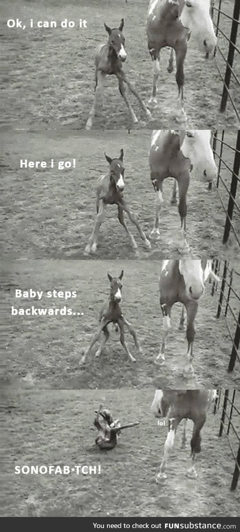 First baby horse steps