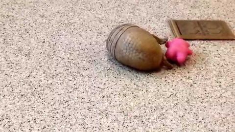 Super Cute Armadillo Will Roll His Way Into Your Heart